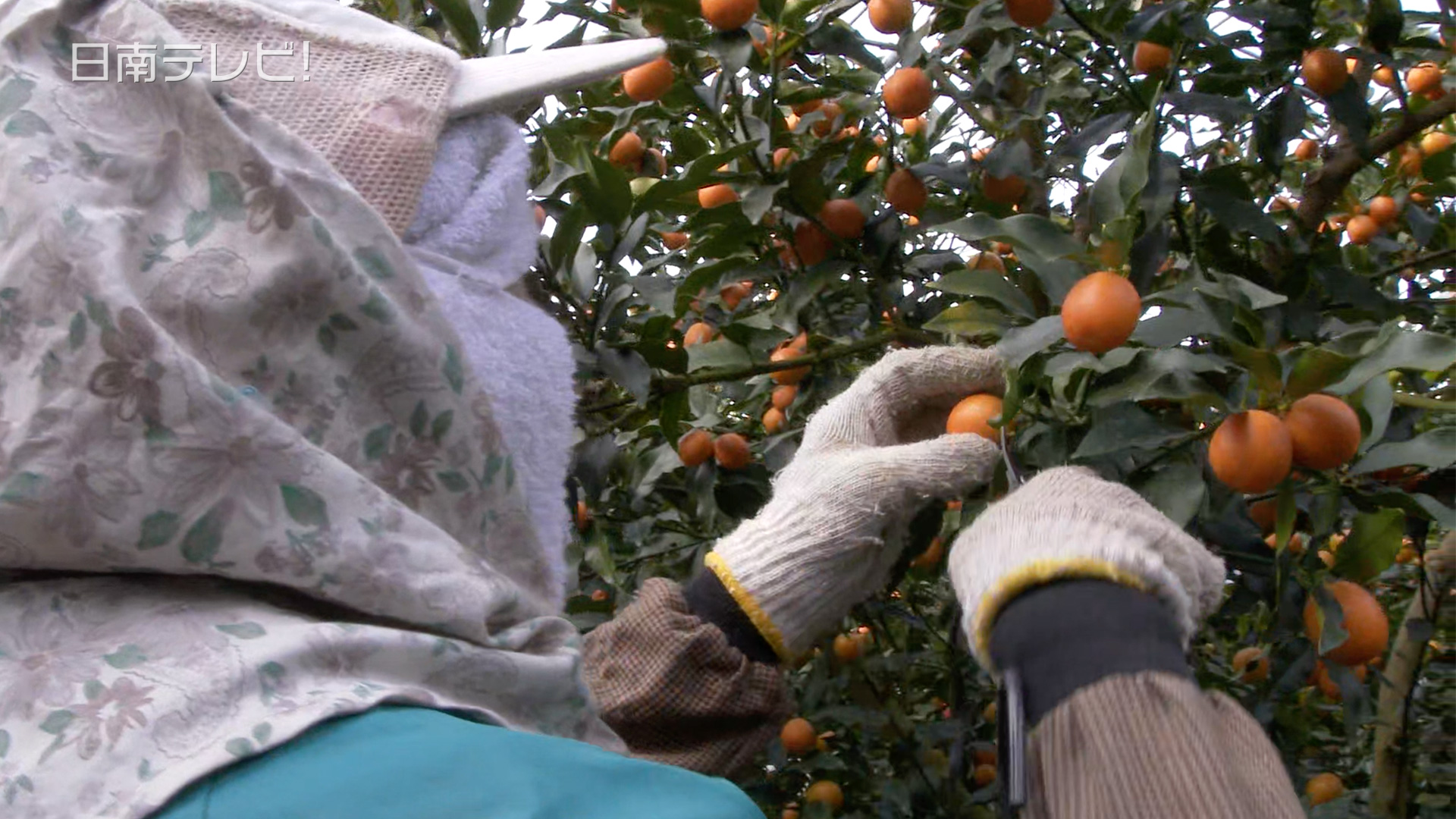 「完熟きんかん」の収穫はじまる