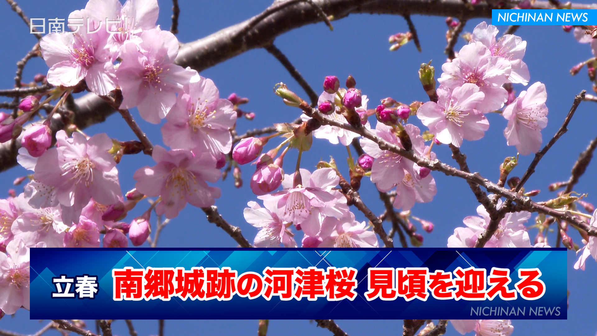 南郷城跡の河津桜 見頃を迎える