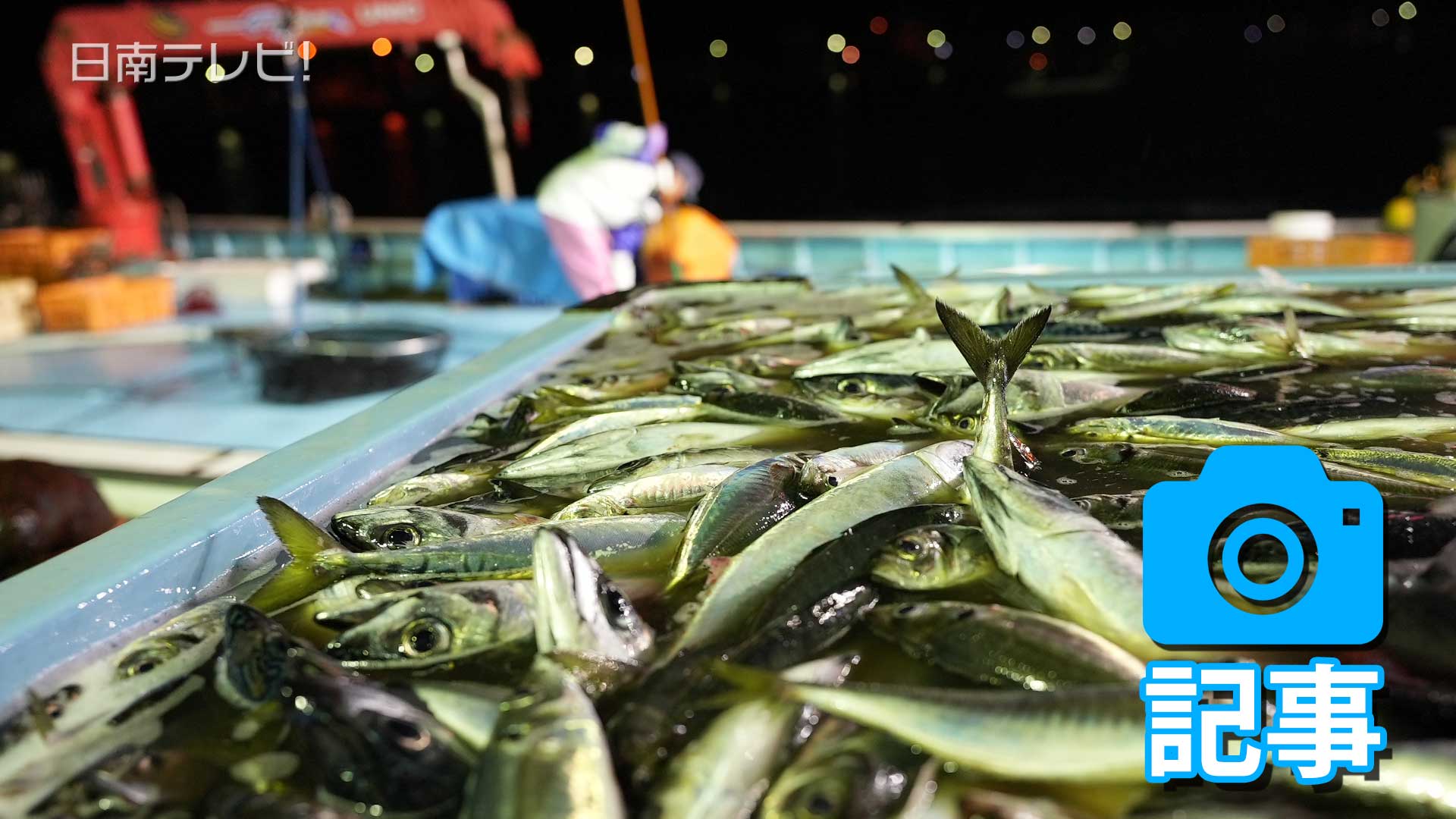 めいつ美々鯵が出荷スタート