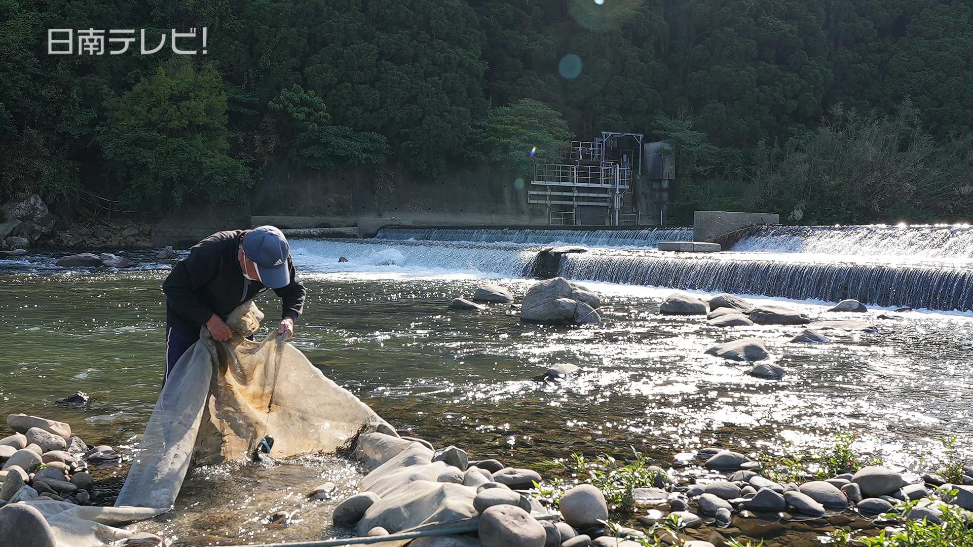 ノボリコ漁始まる