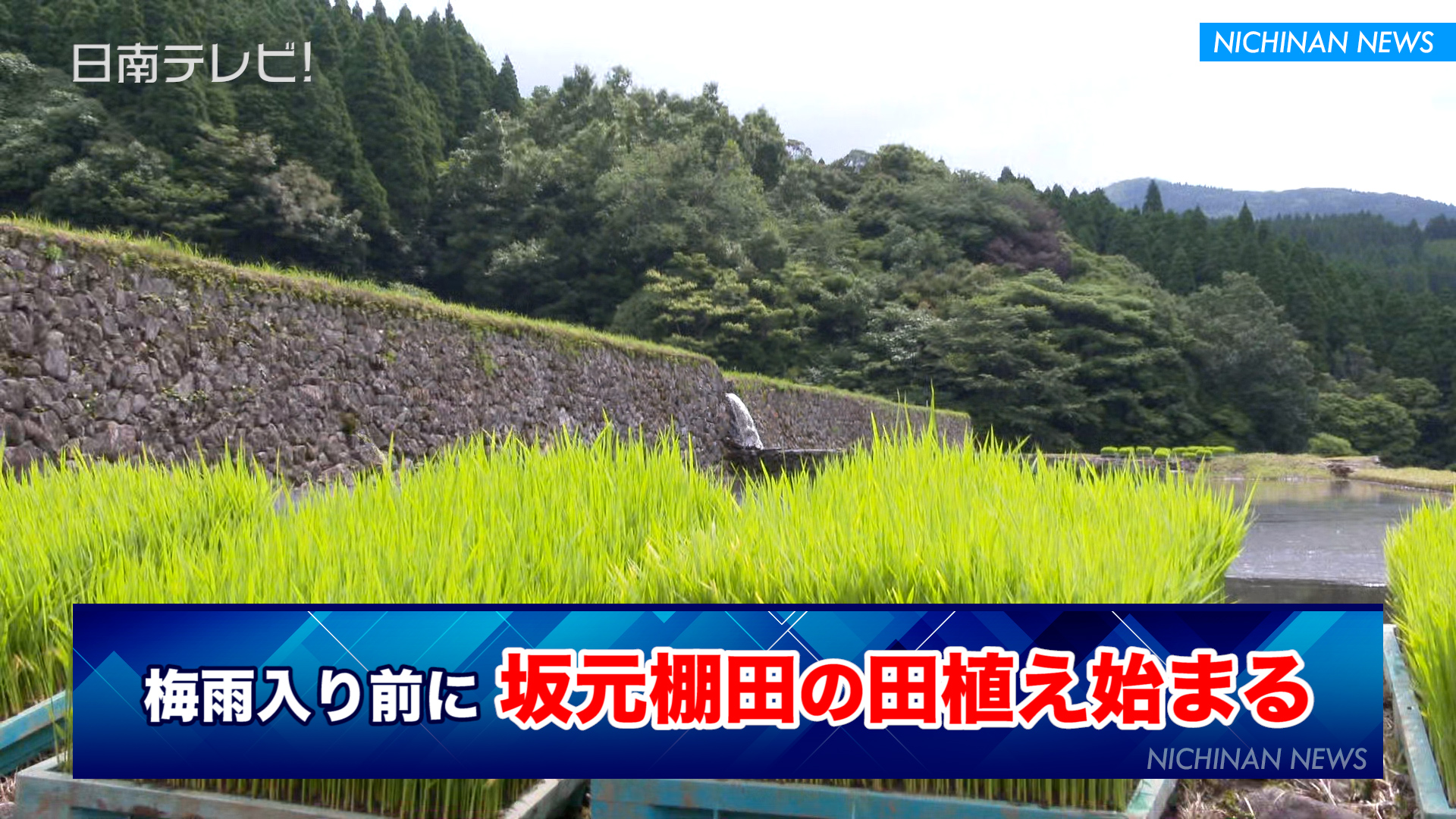 梅雨入り前に坂元棚田の田植え始まる
