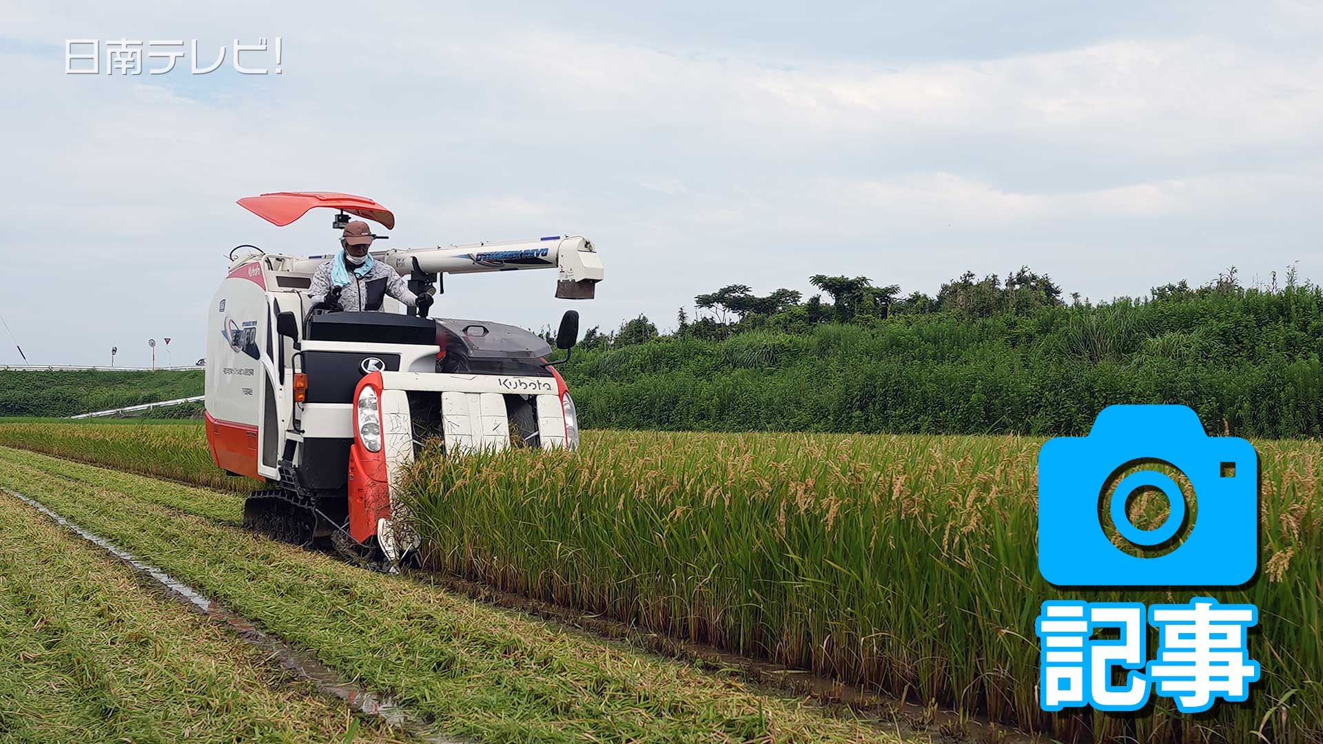 早場米の稲刈り