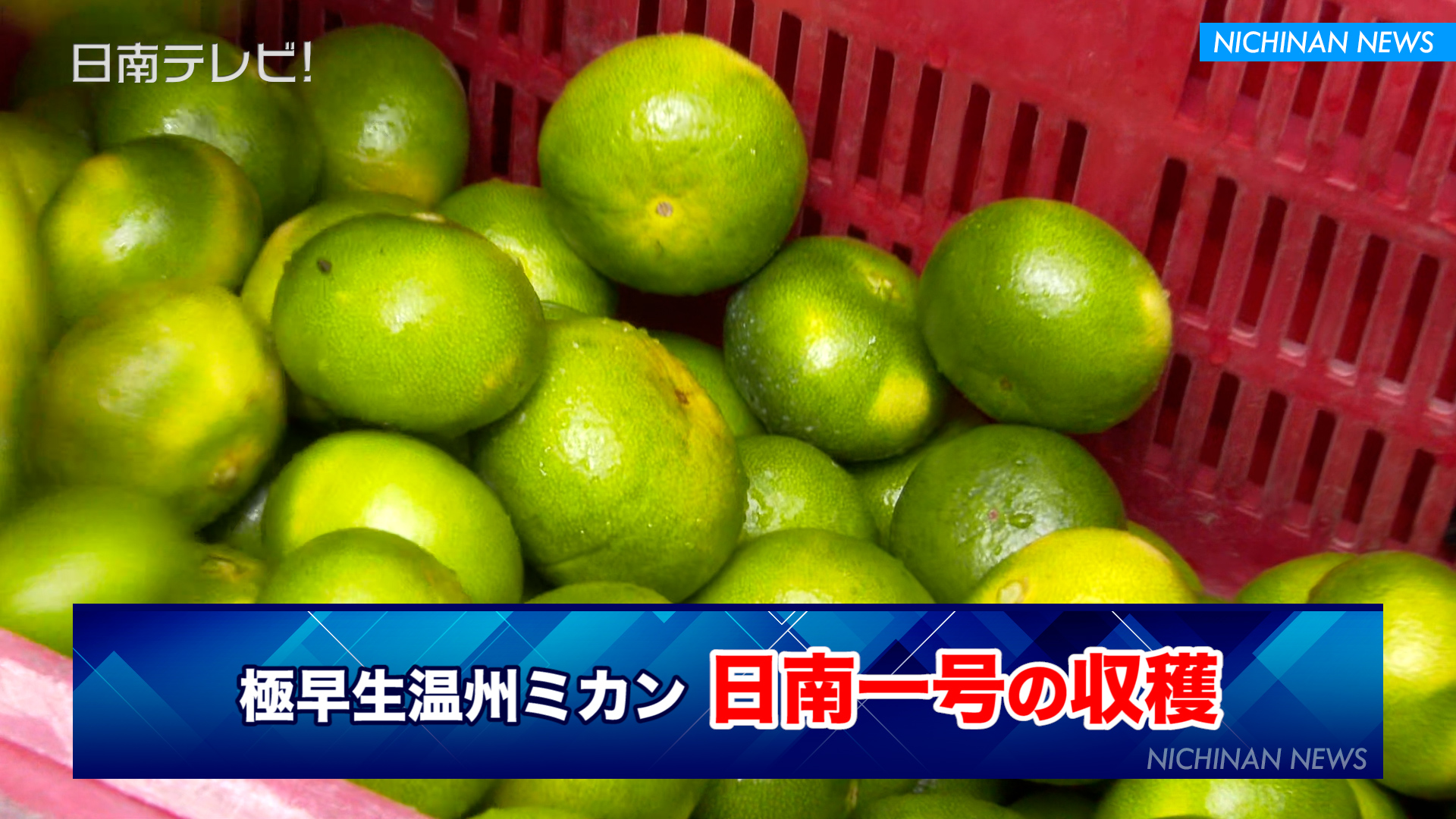 極早生温州ミカン「日南一号」の収穫