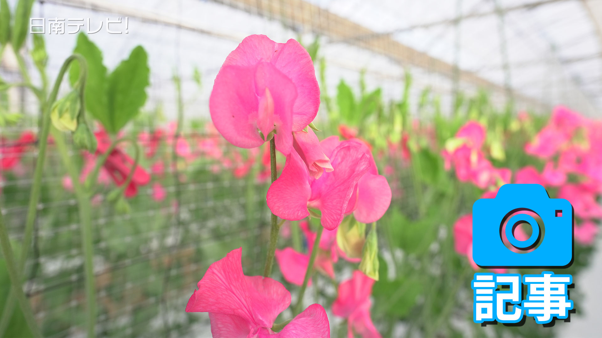 スイートピー収穫