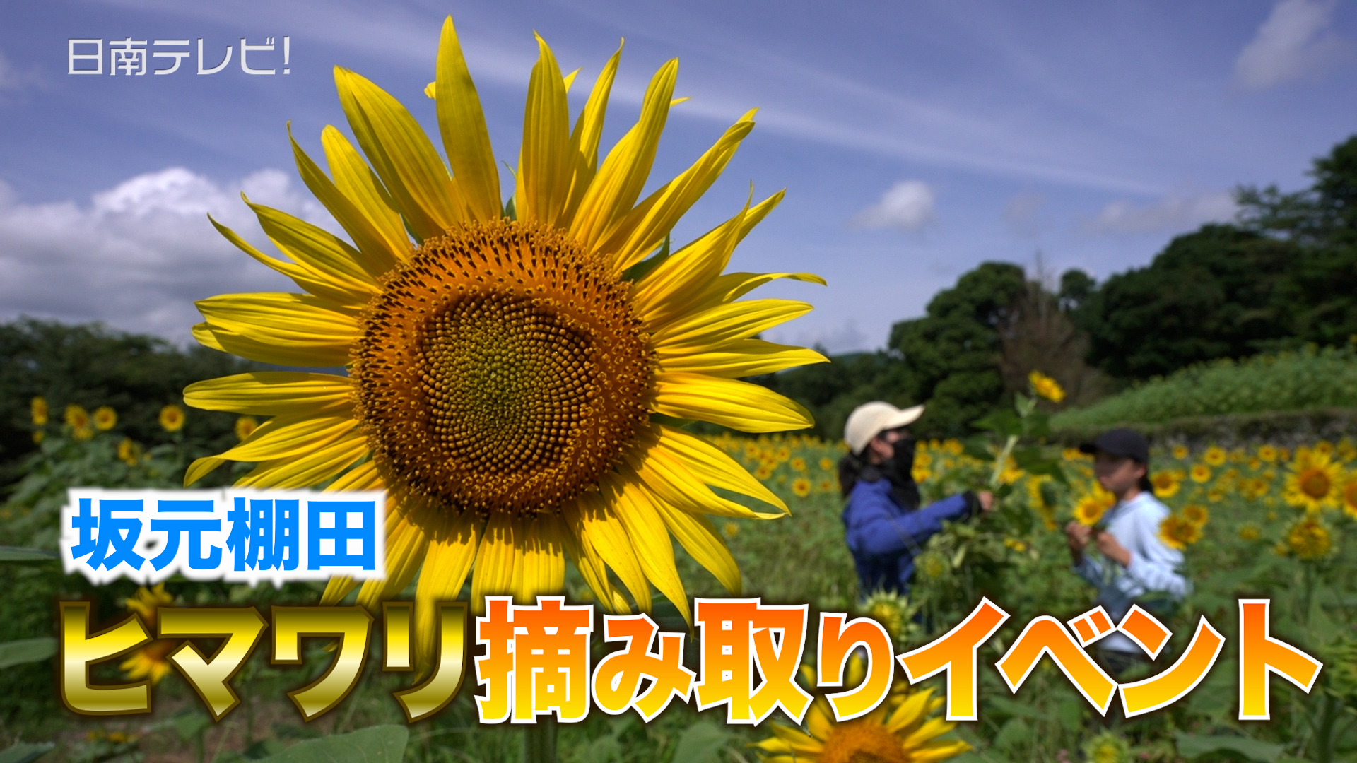 坂元棚田　ヒマワリ摘み取りイベント