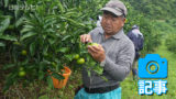 極早生温州ミカン「日南一号」の収穫スタート