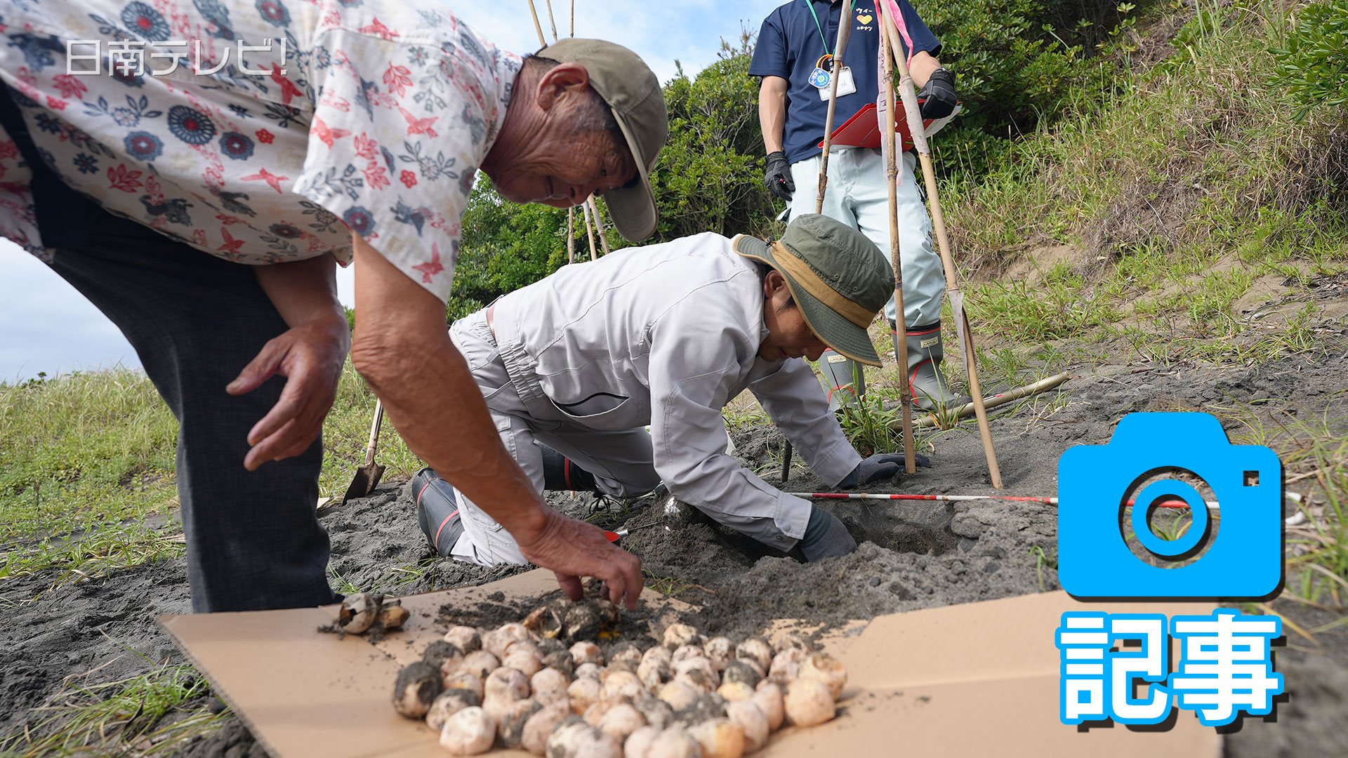 アカウミガメ ふ化調査