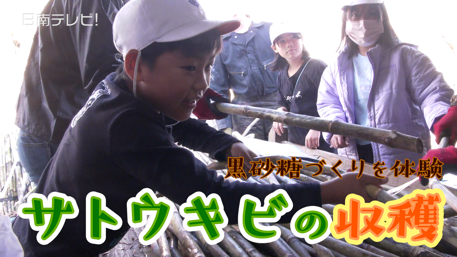 サトウキビ収穫・黒砂糖づくりを小学生が体験