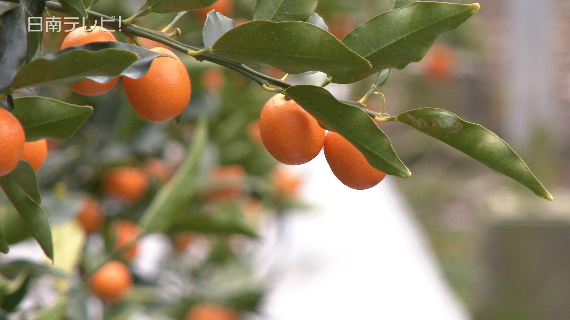 完熟きんかん収穫
