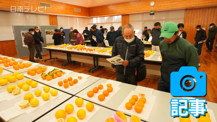 柑橘類の展示と試食会が開催