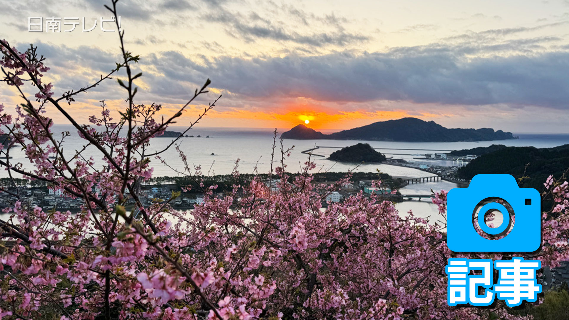 南郷城跡「河津桜」