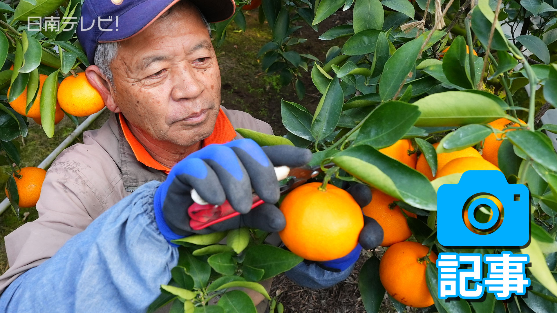 せとか収穫ピーク