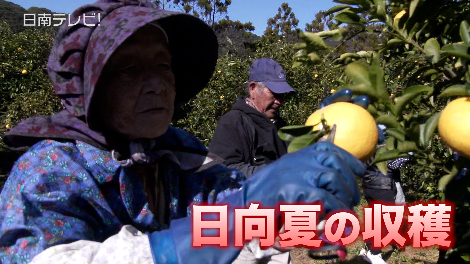 日向夏の収穫作業が始まる