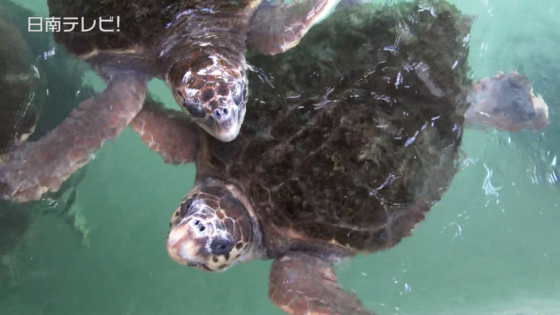 イルカランド　ウミガメ