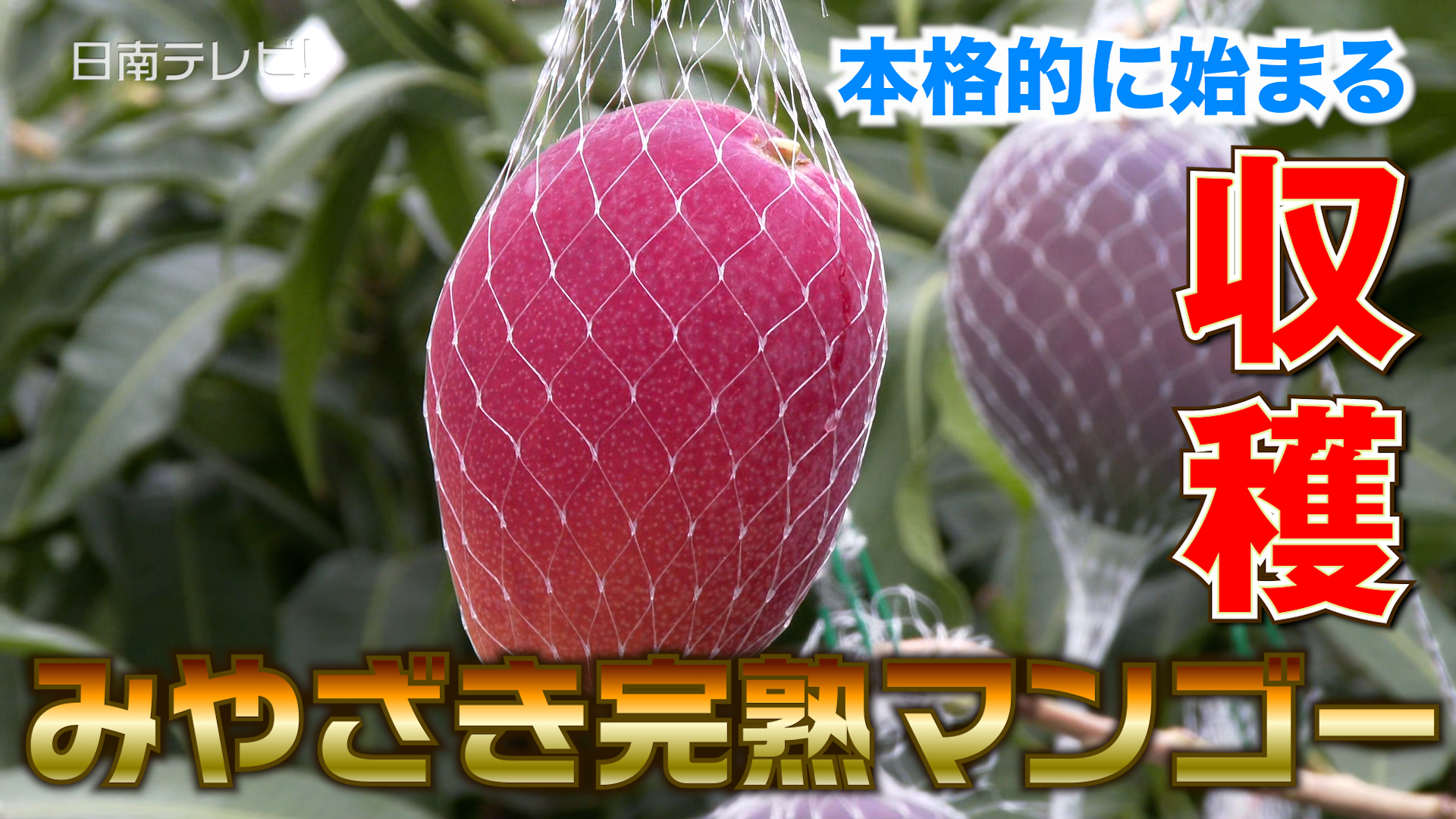 完熟マンゴー収穫が本格的に始まる