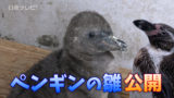 ペンギンの雛などの動物赤ちゃん公開　GWのイルカランド
