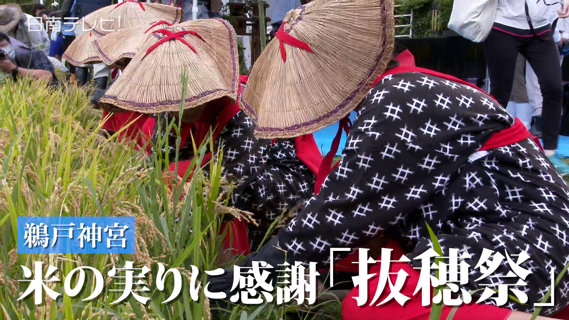 米の実りに感謝「抜穂祭」鵜戸神宮