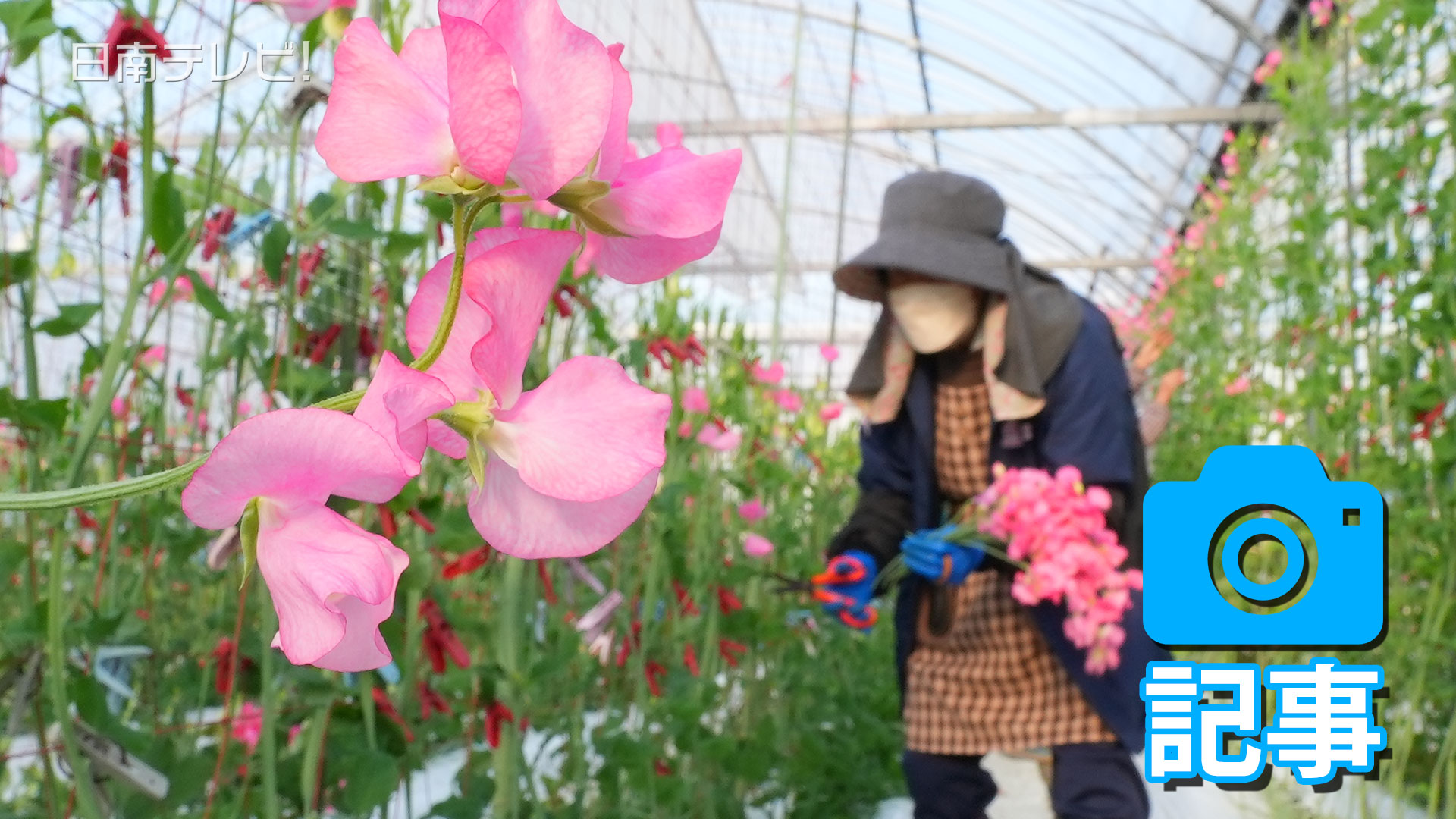 スイートピー収穫