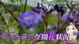 ジャカランダ