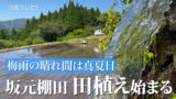 梅雨の晴れ間は真夏日　「坂元棚田」で田植え始まる