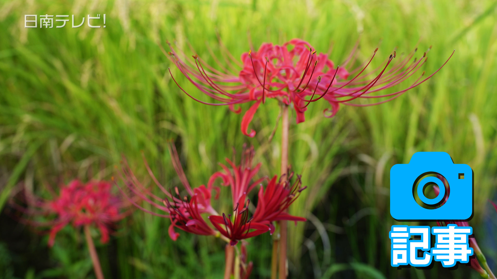 坂元棚田ヒガンバナ見頃