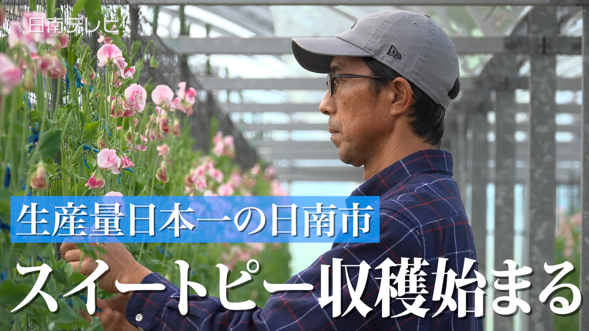 スイートピー収穫始まる