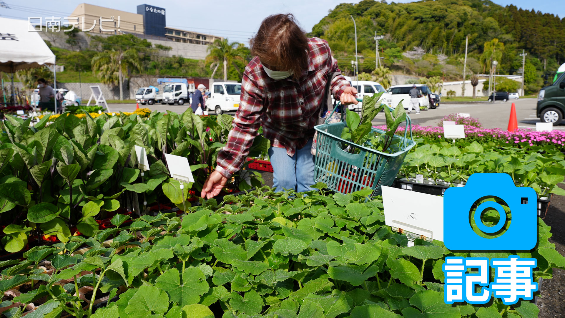 春の彩りずらり　日南で植木市スタート