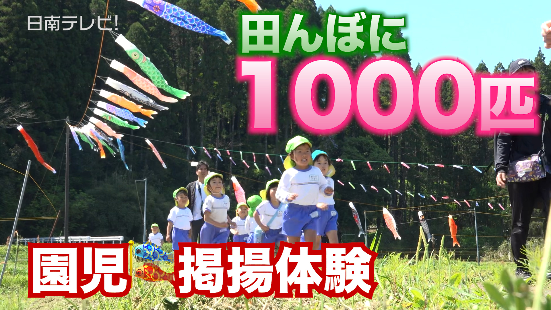 田んぼに1000匹のこいのぼり