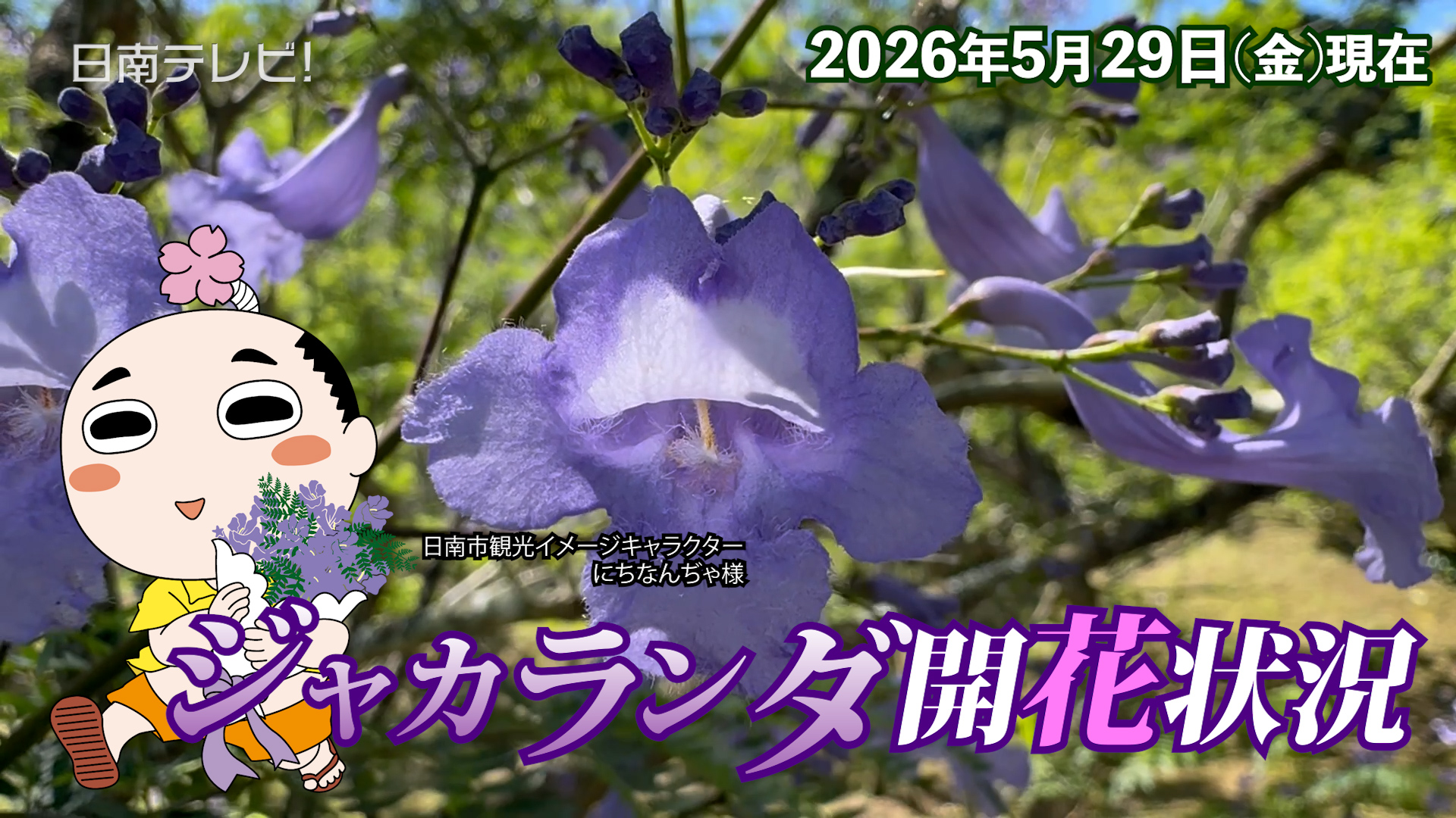 ジャカランダ開花状況2026